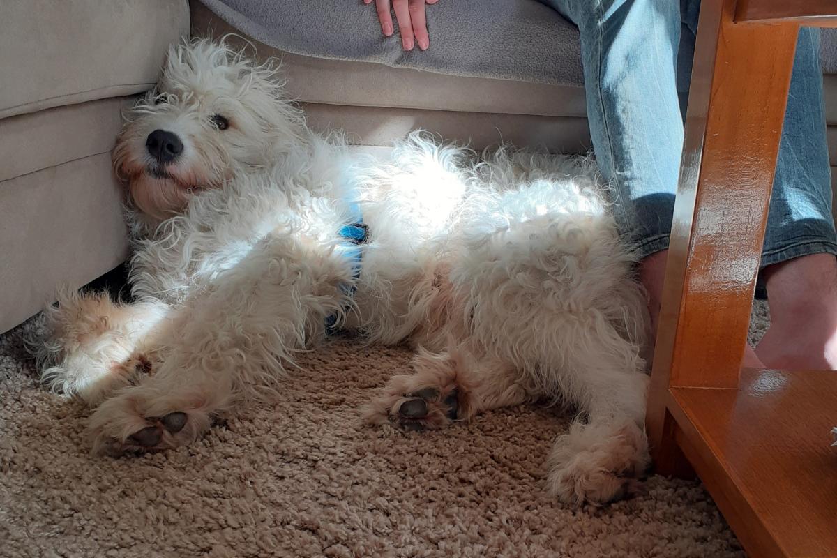 Milo