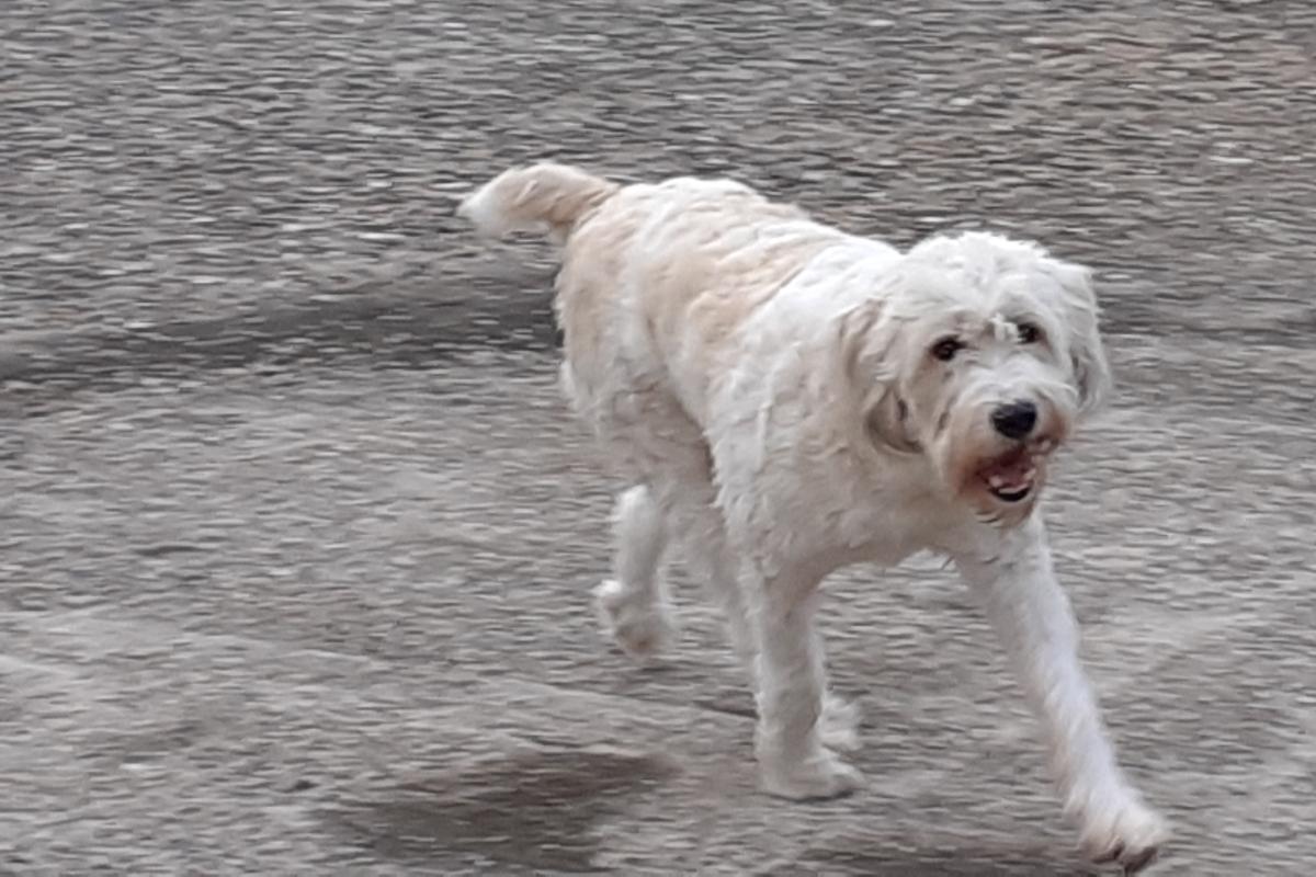 Milo