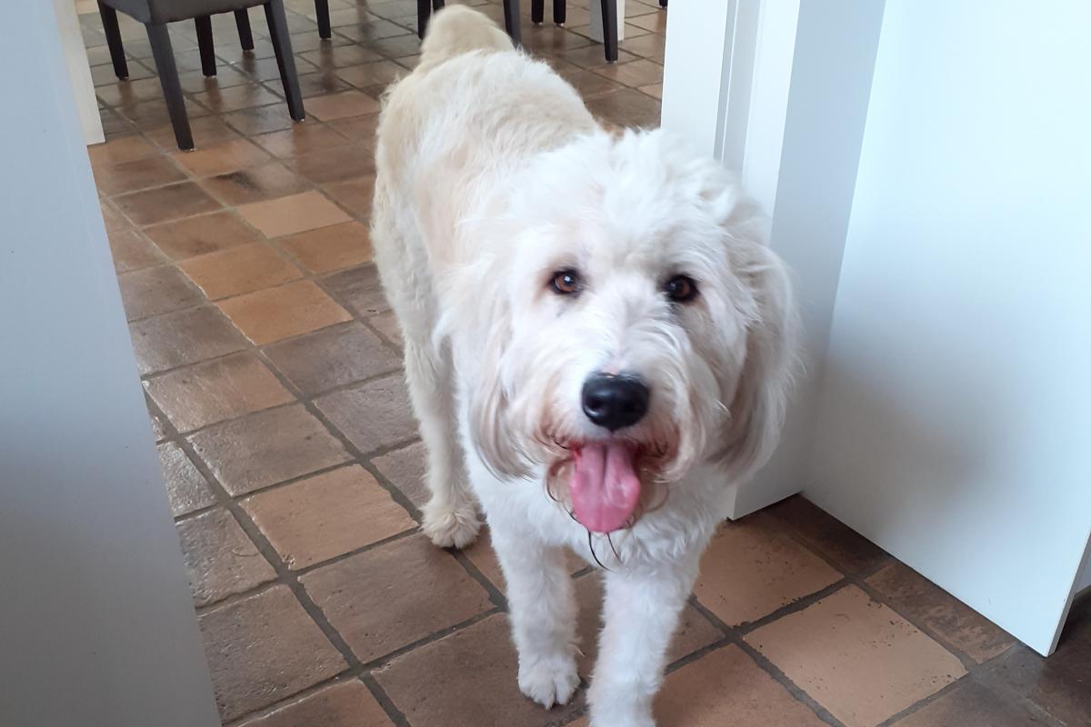 Milo