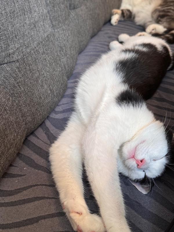 Leo