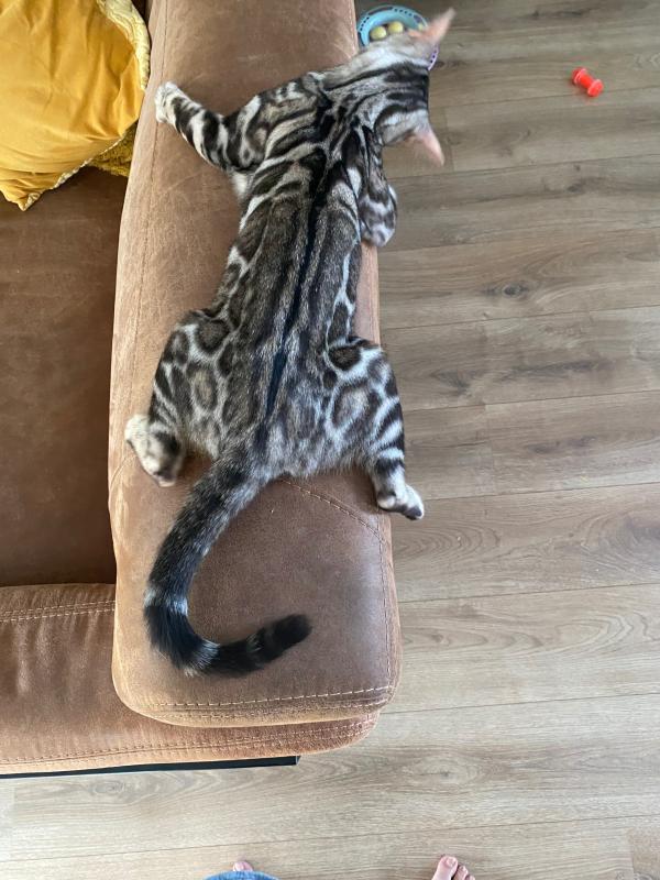 Puk
