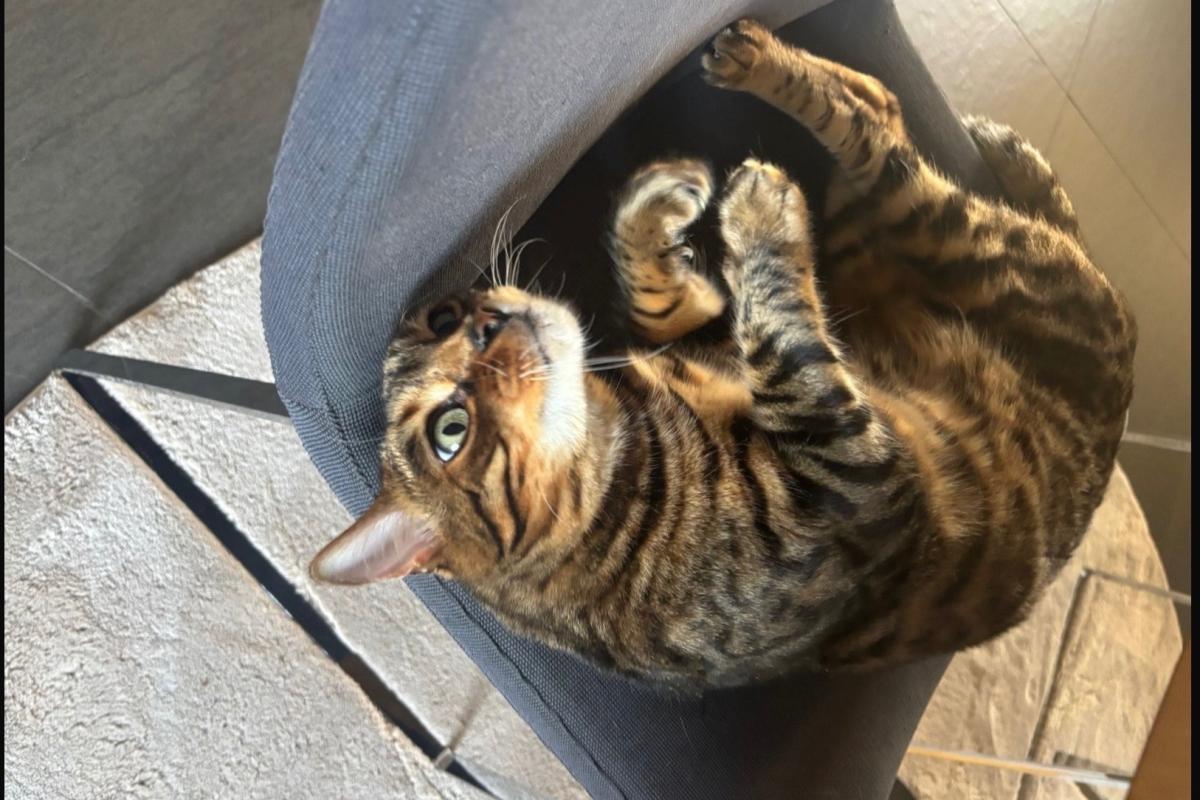 Tijger