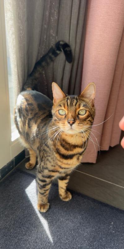 Tijger
