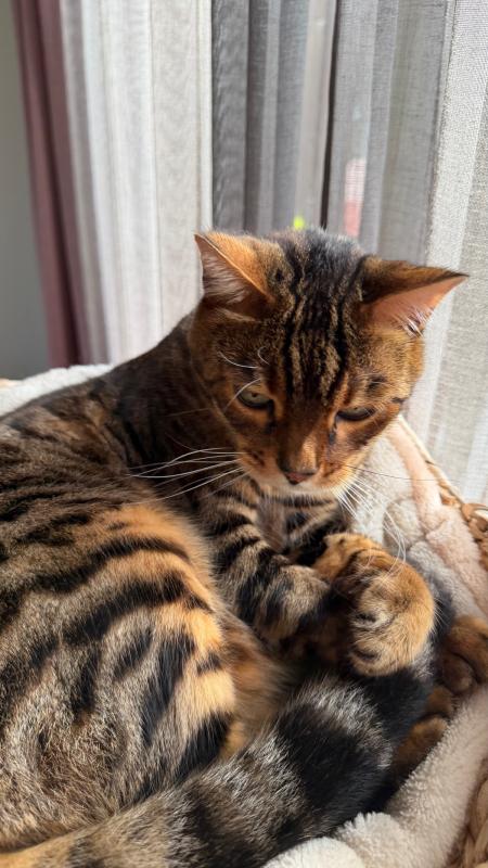 Tijger