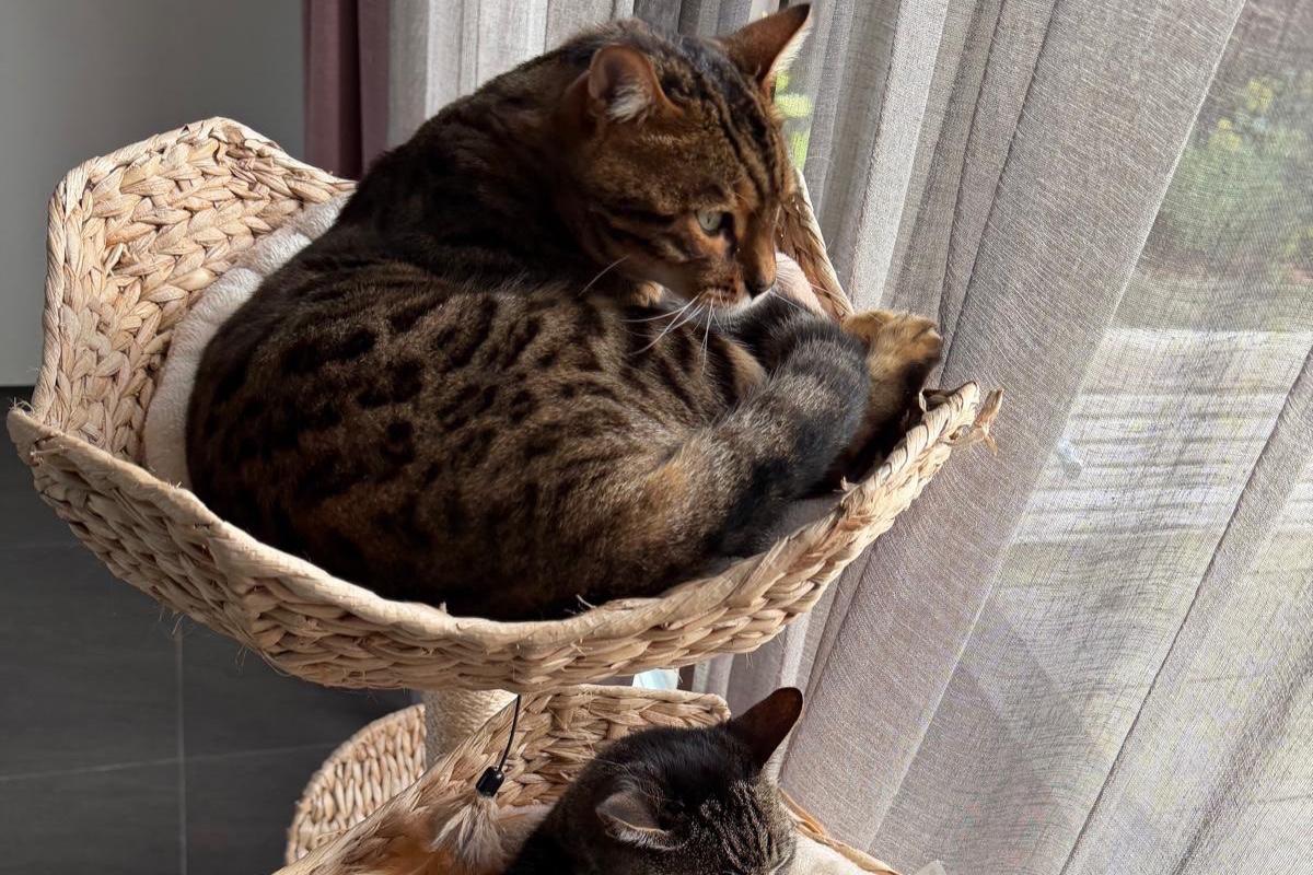 Tijger