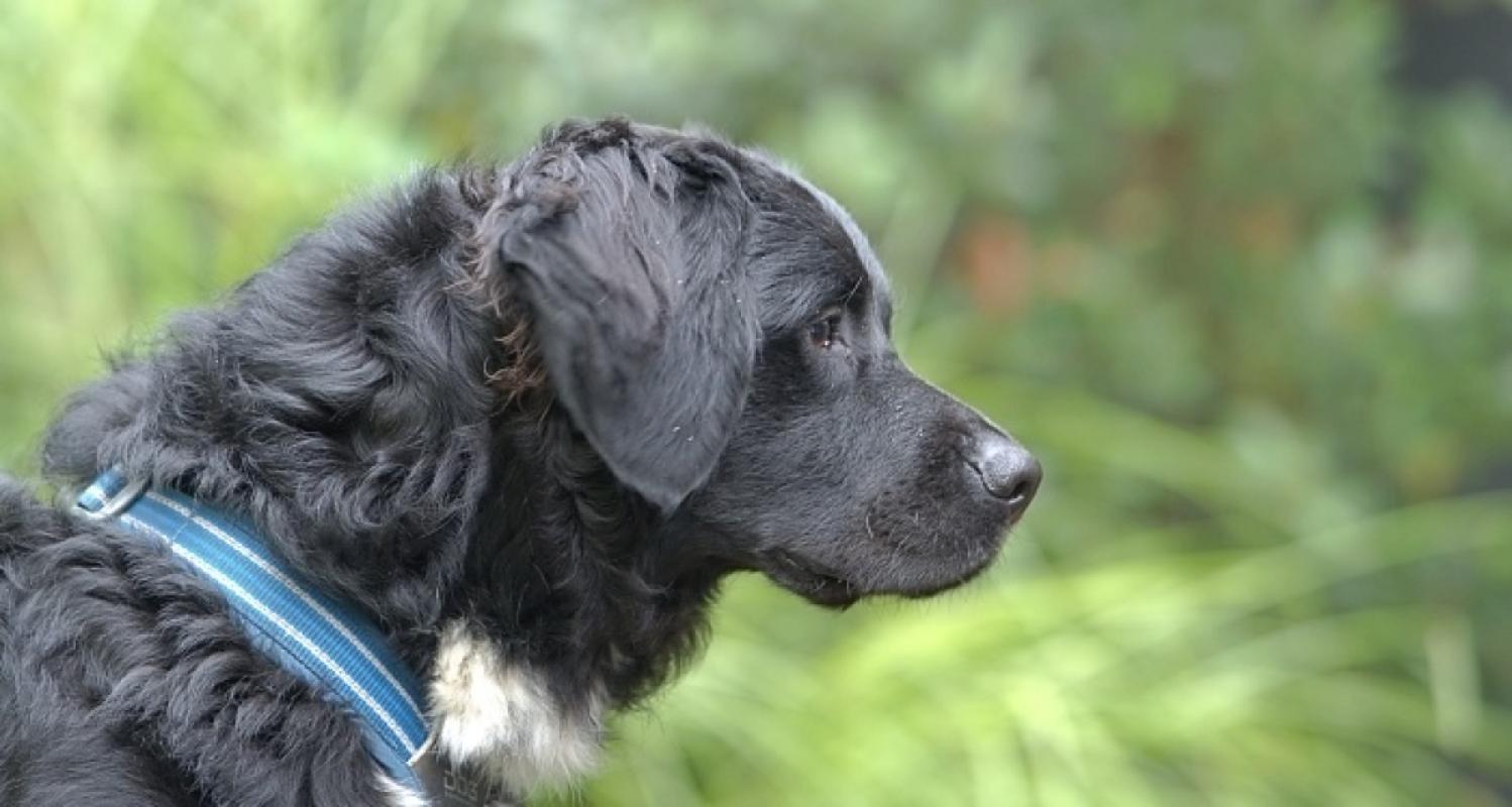 Koos