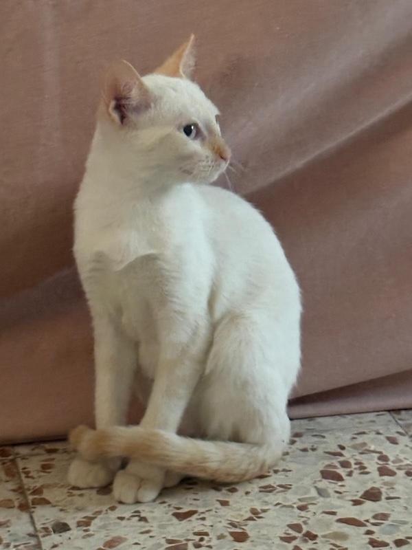 Herminia