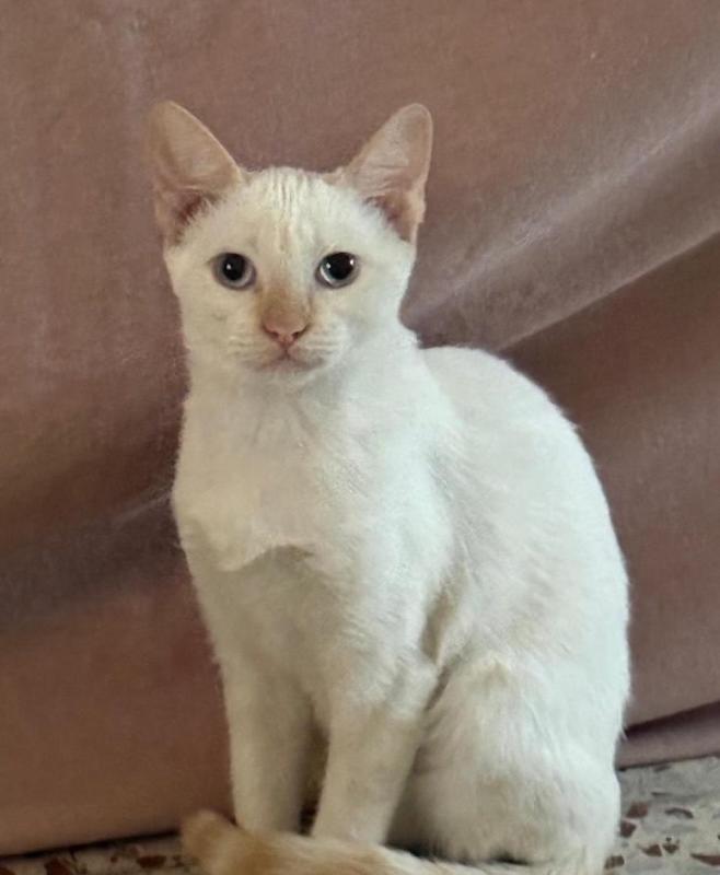 Herminia
