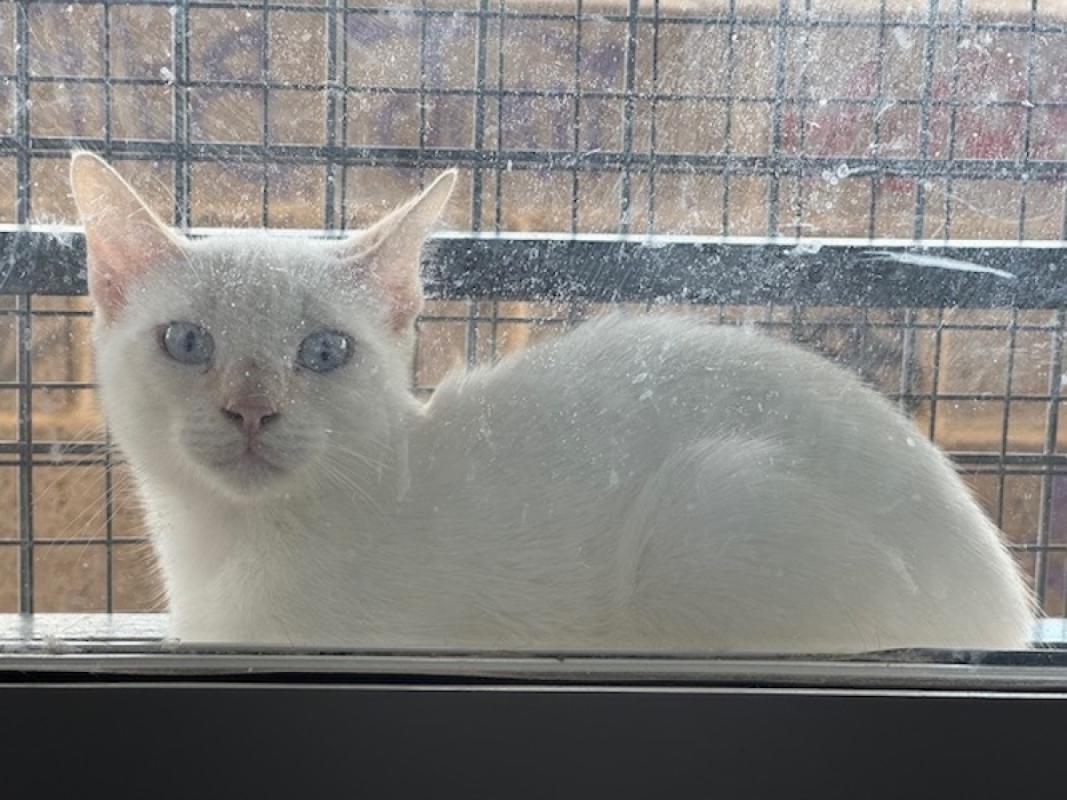 Figaro