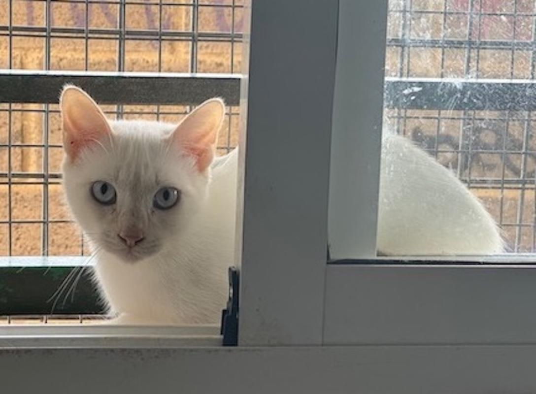 Figaro