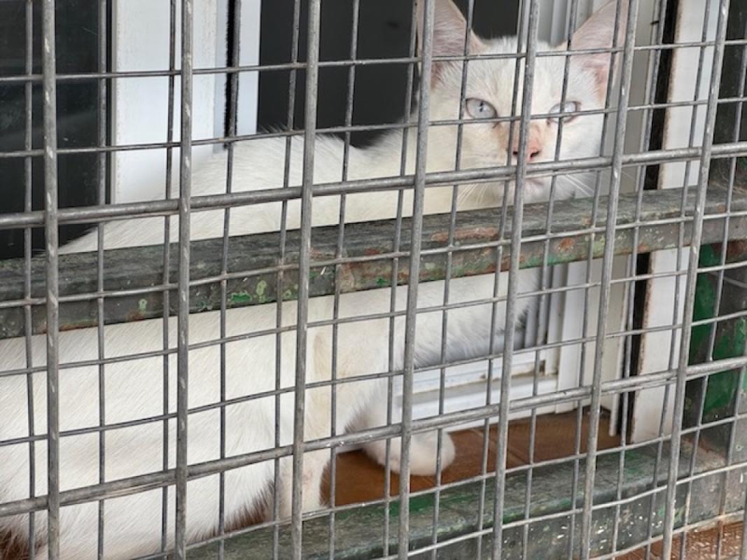 Figaro