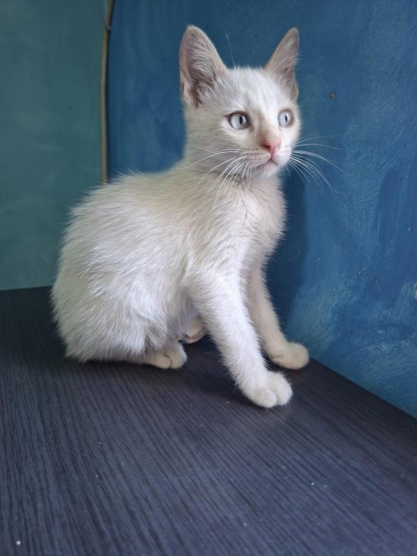Figaro