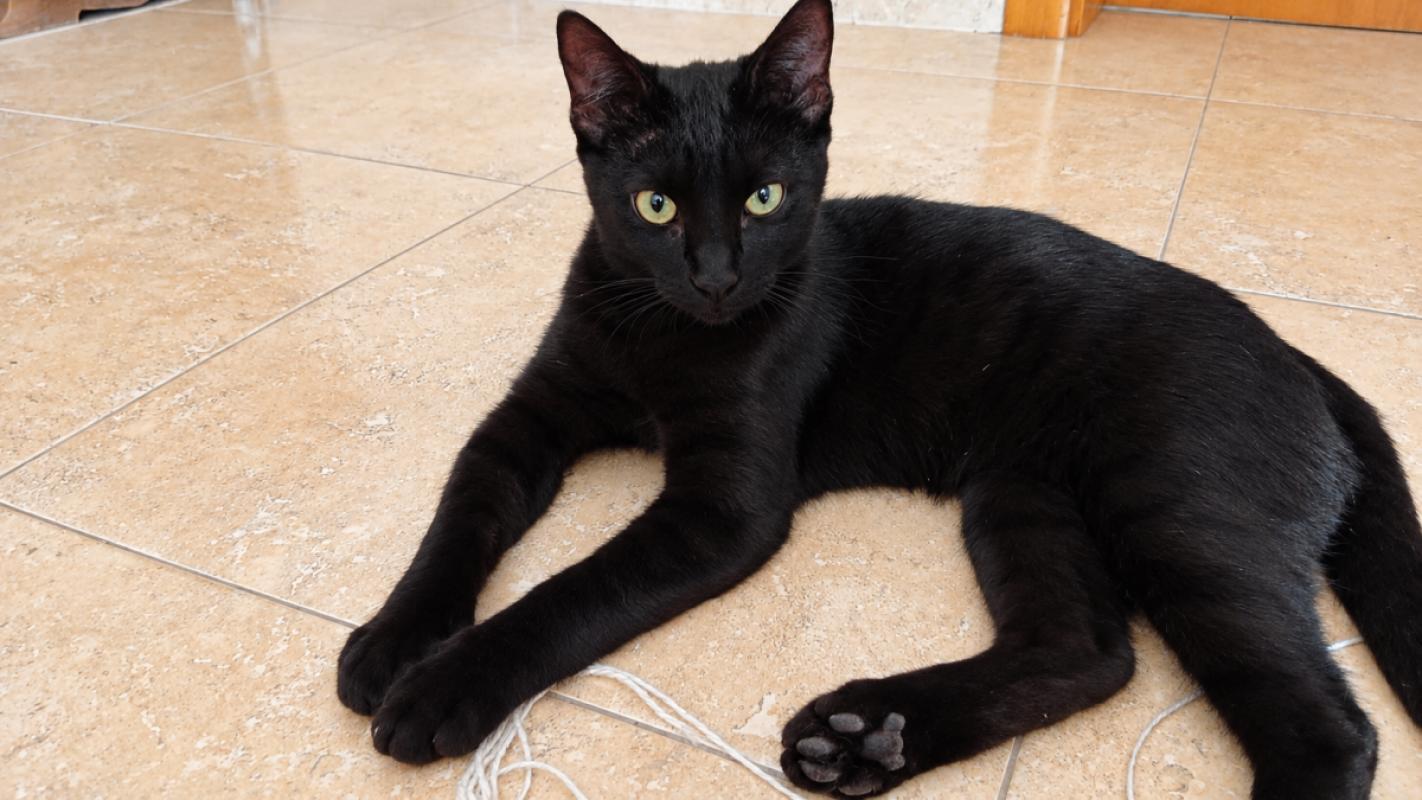 Luciano