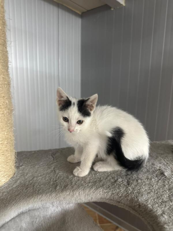 Domino