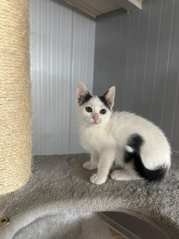 Domino