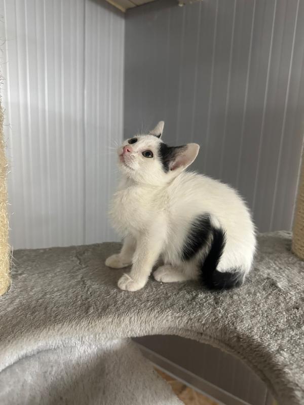 Domino