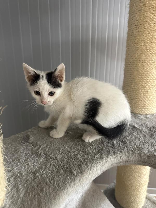 Domino