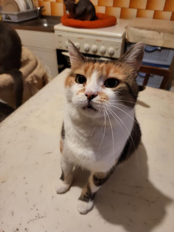 Miki