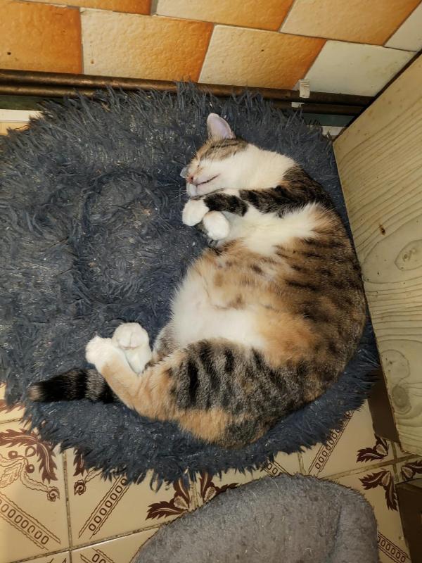 Miki