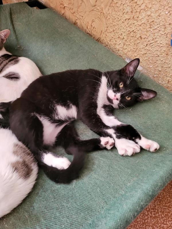 Sylvester