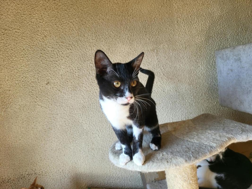 Sylvester