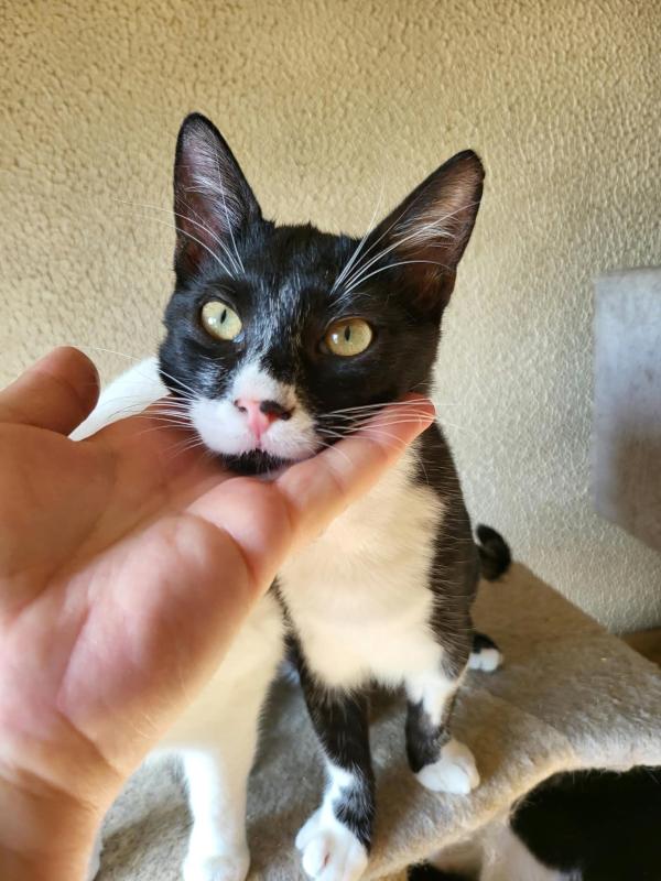 Sylvester