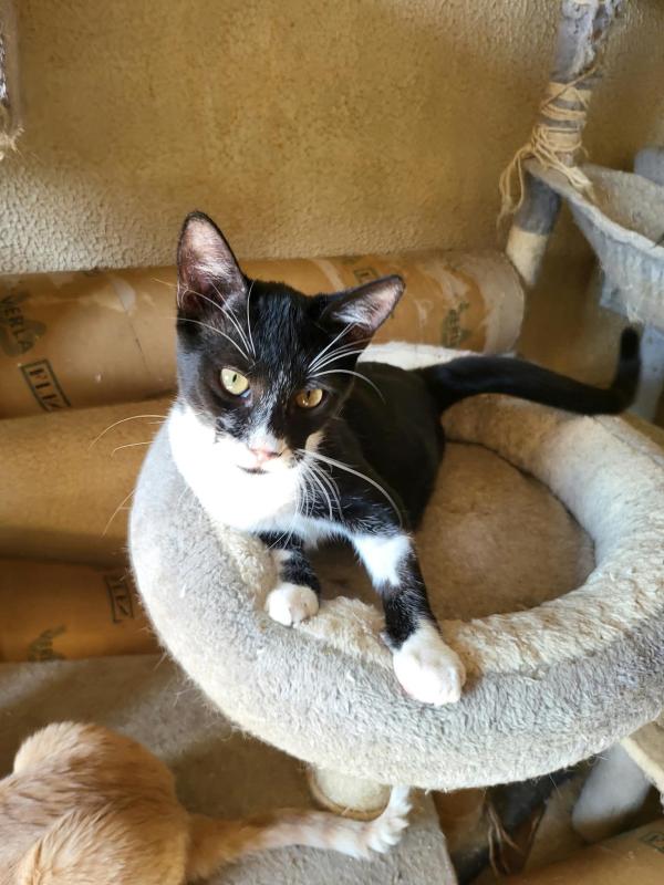 Sylvester
