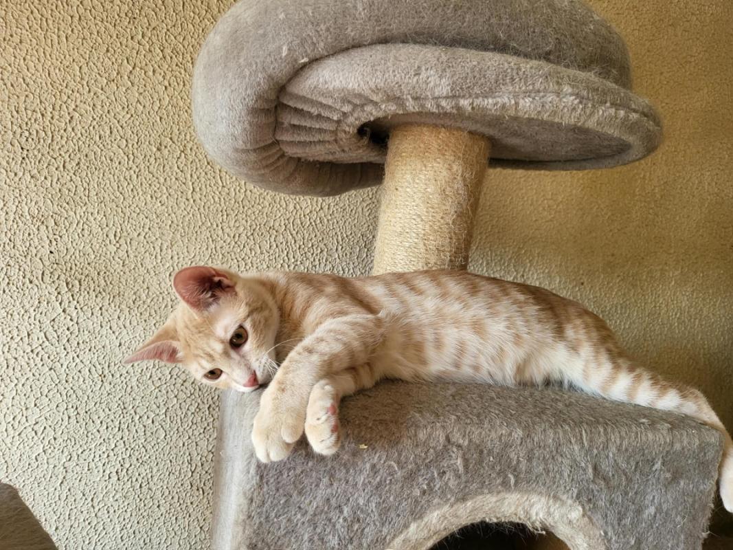 Aramis