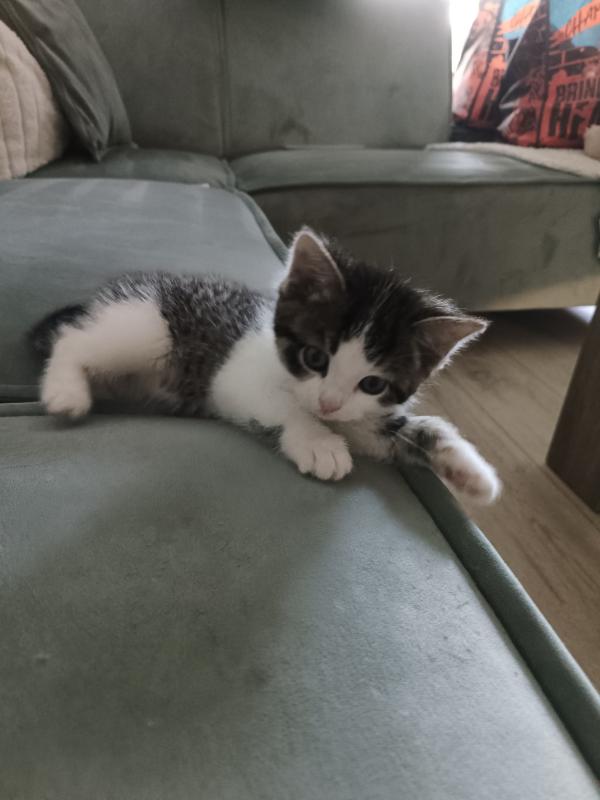 Kiki