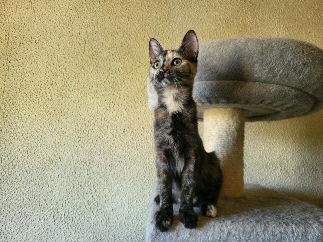 Jasmine