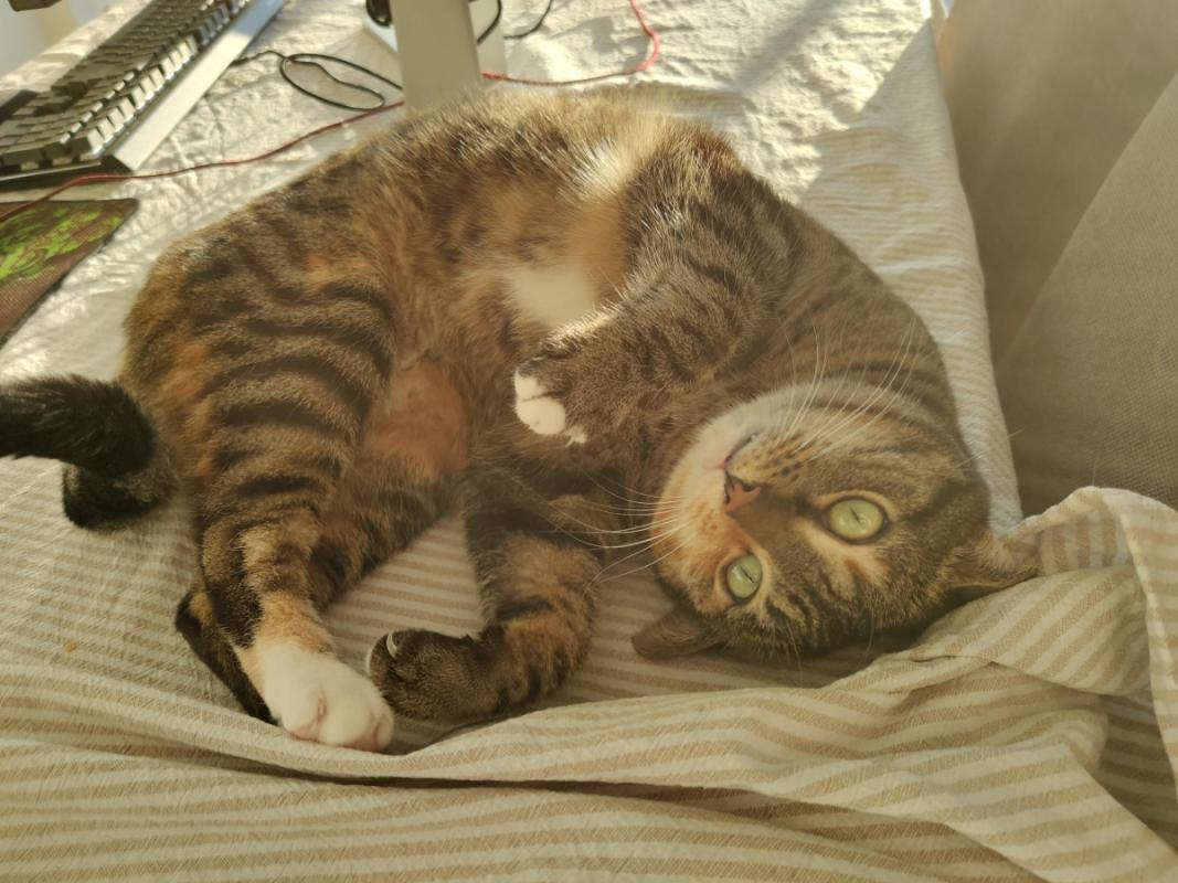 Whiskey