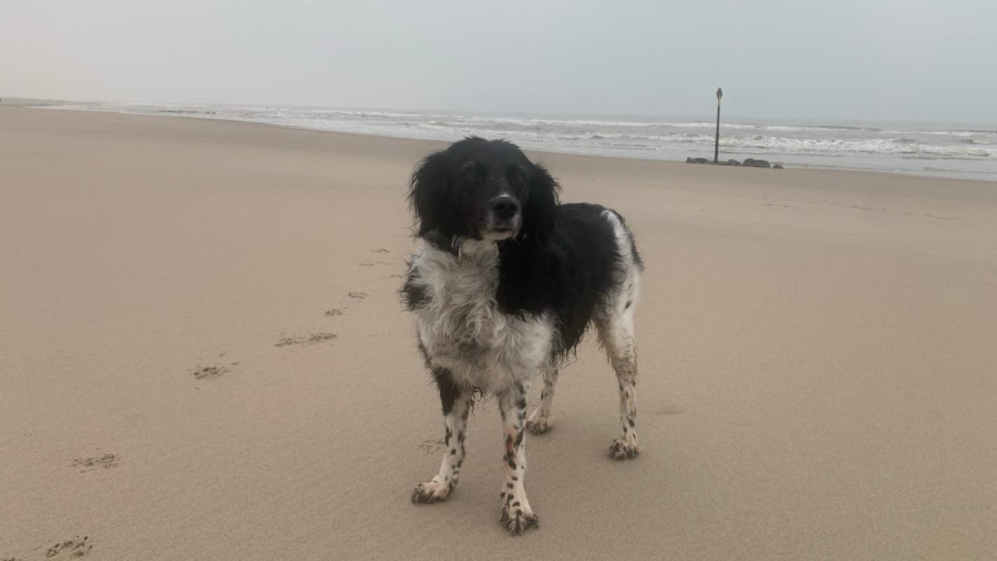 Evelien (Eef / Eefje)
