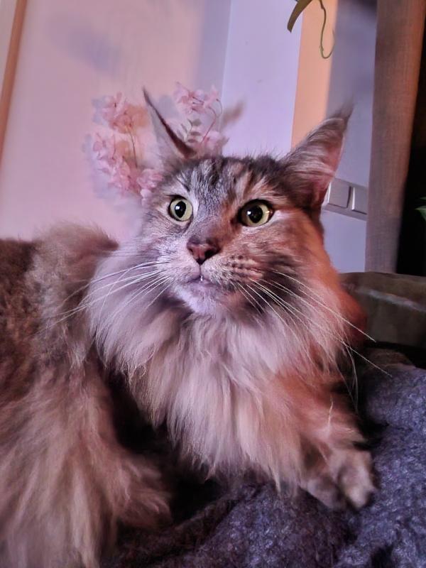 Whiskey