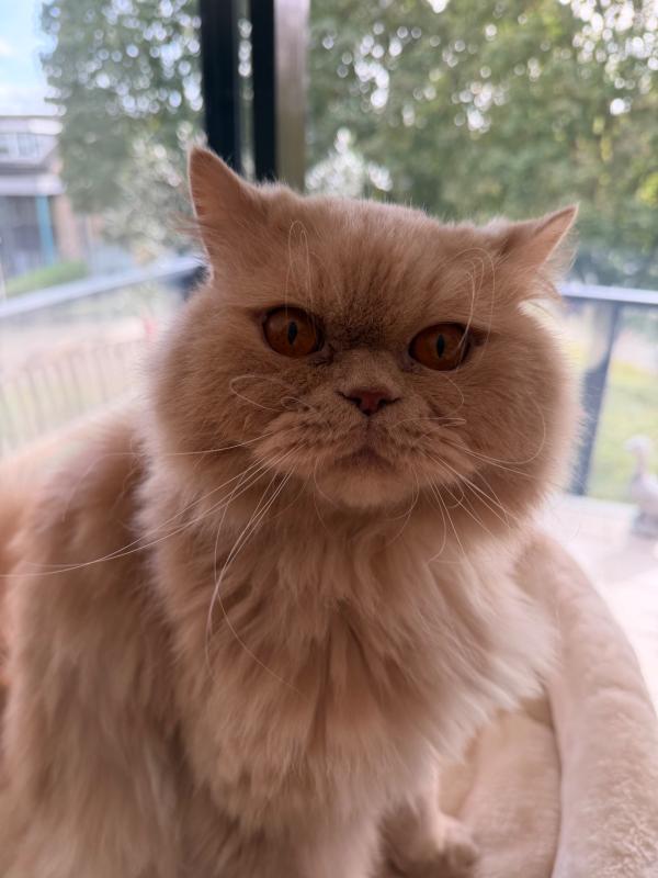 Simba