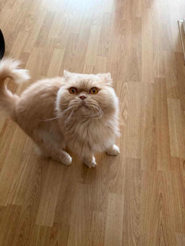Simba