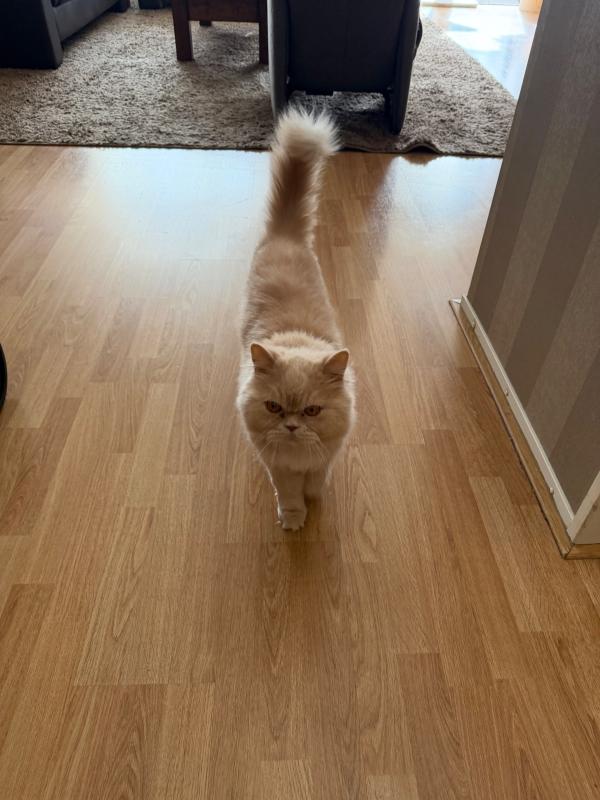 Simba