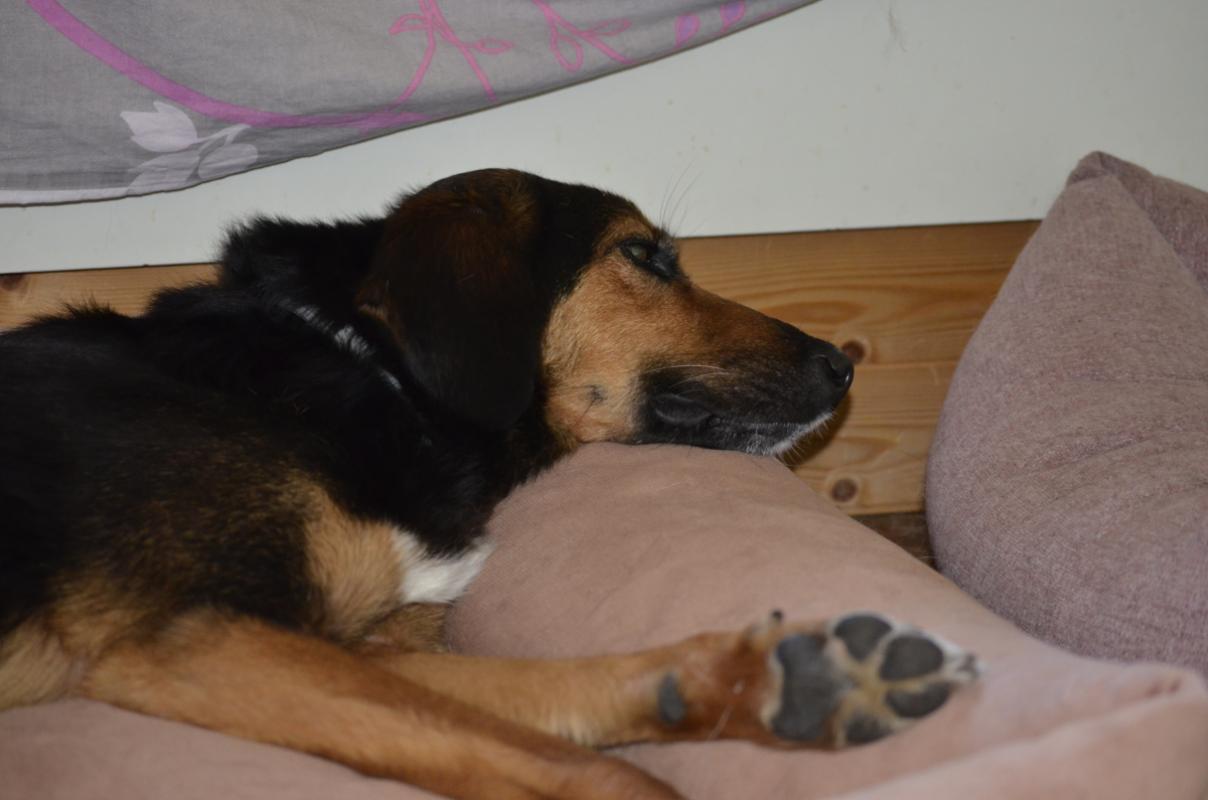 Alfie