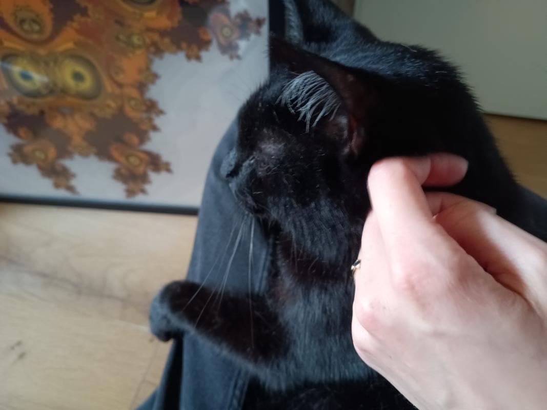 Sin