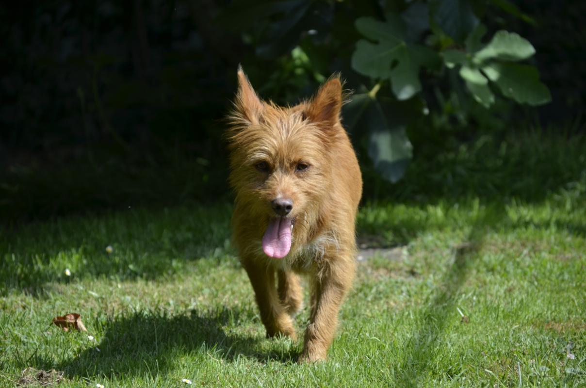 Pip