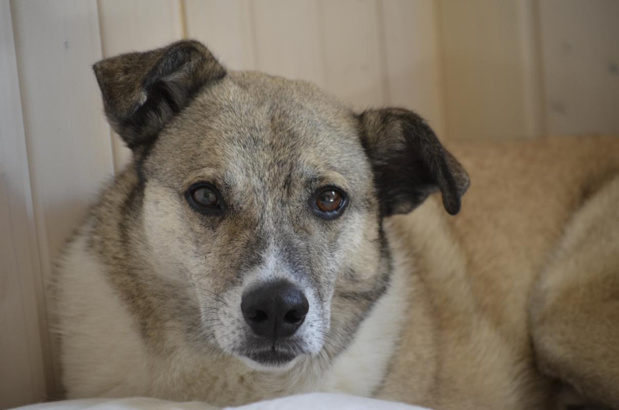 Pemu