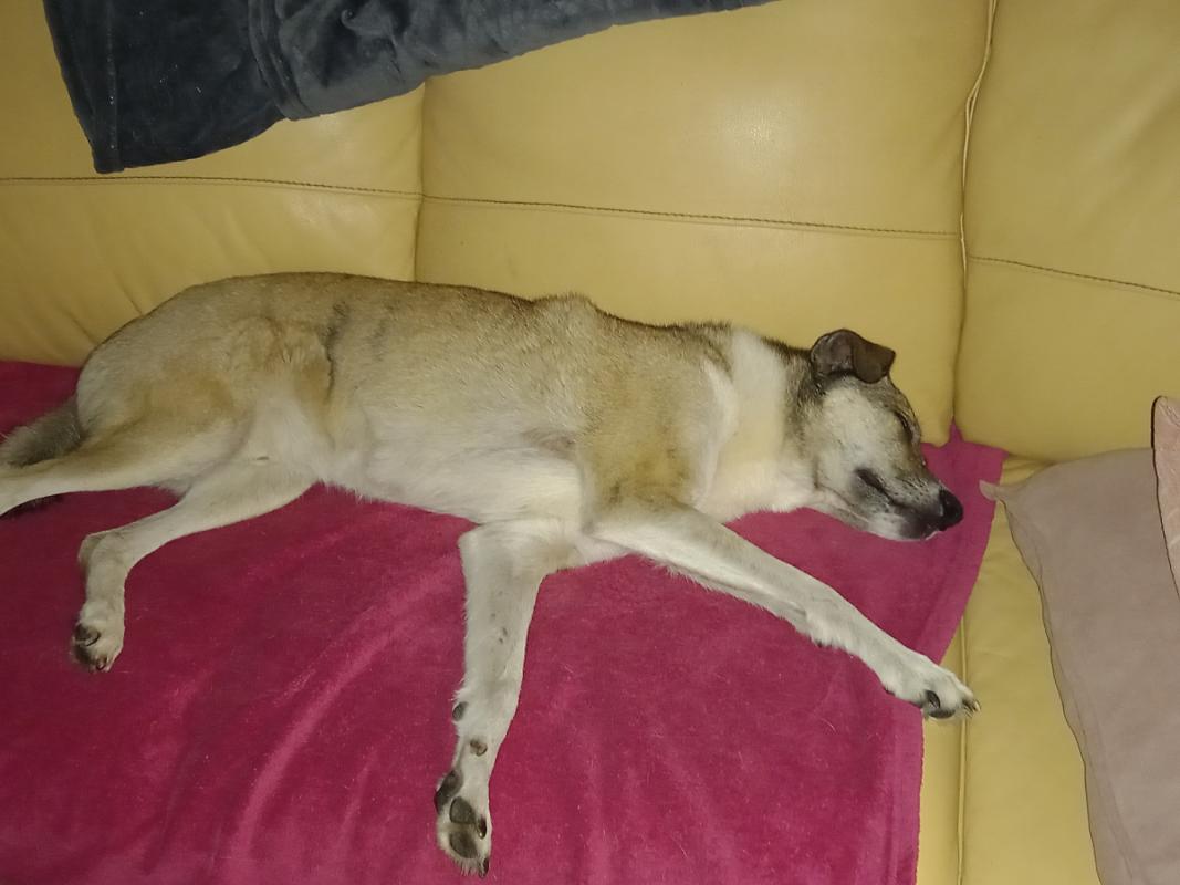 Pemu