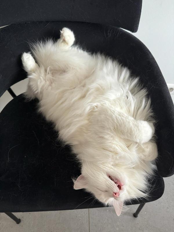 Katja