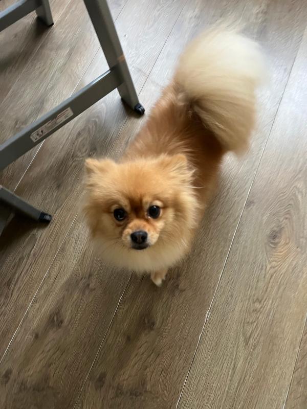 Lola