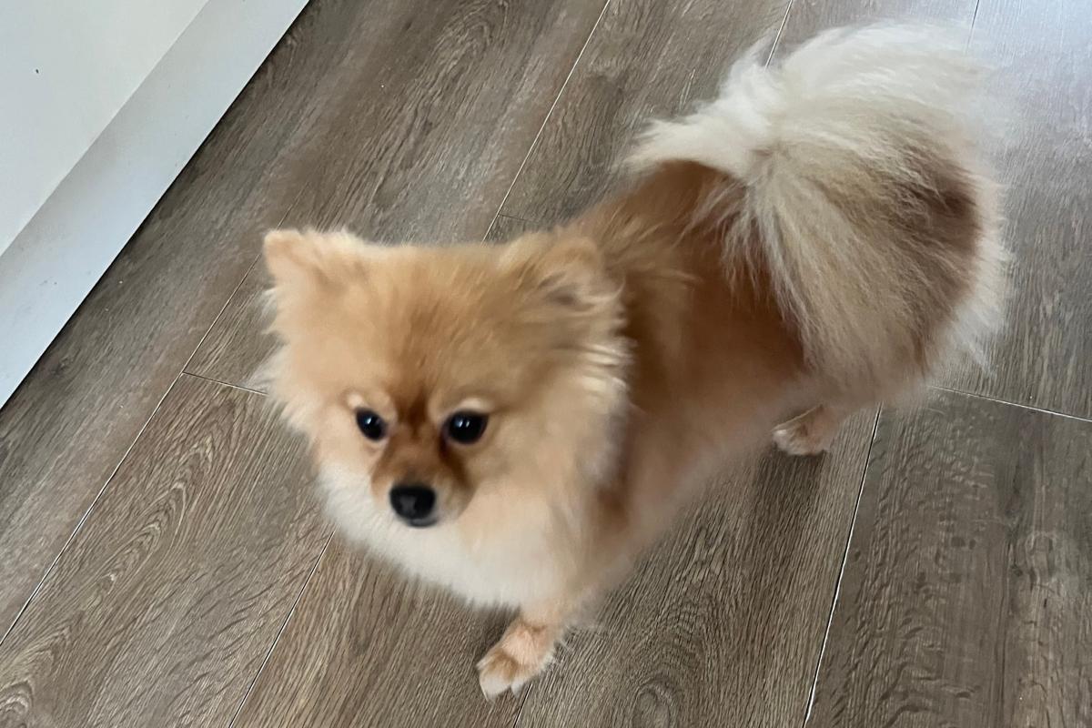 Lola