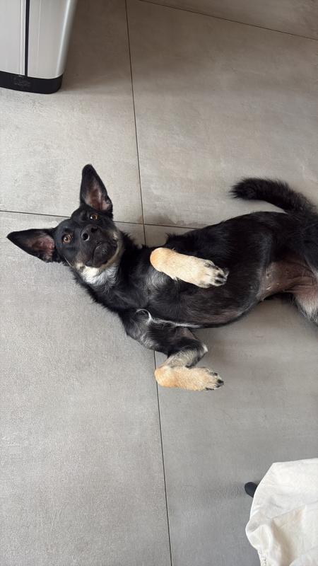 Dulcie