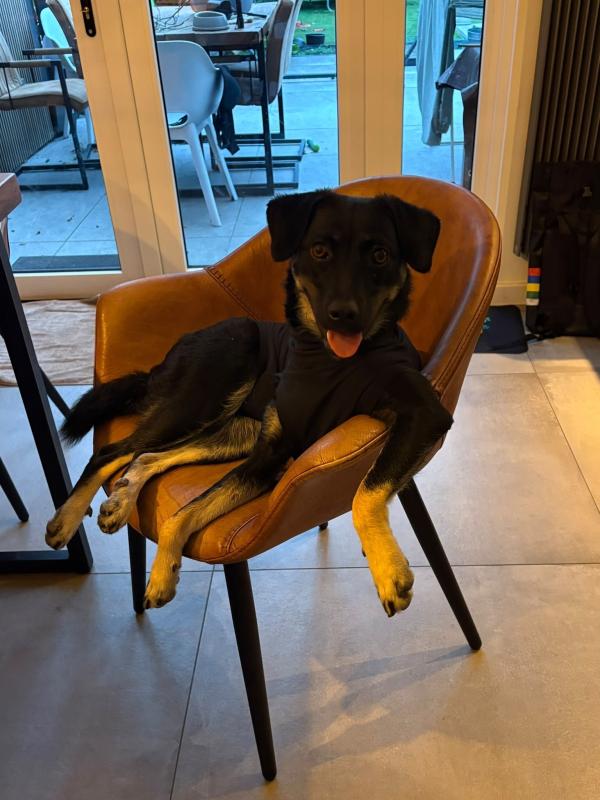 Dulcie