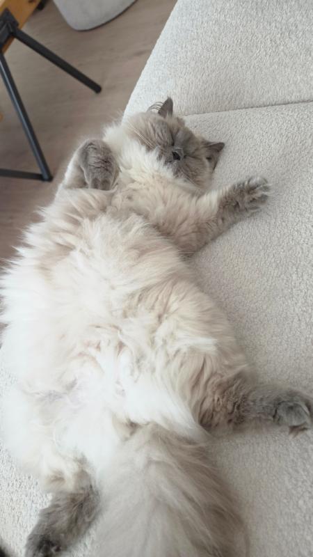 Coco