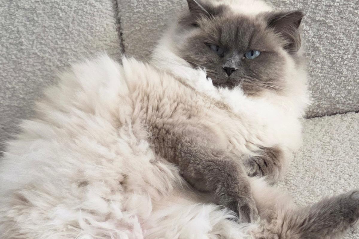 Coco