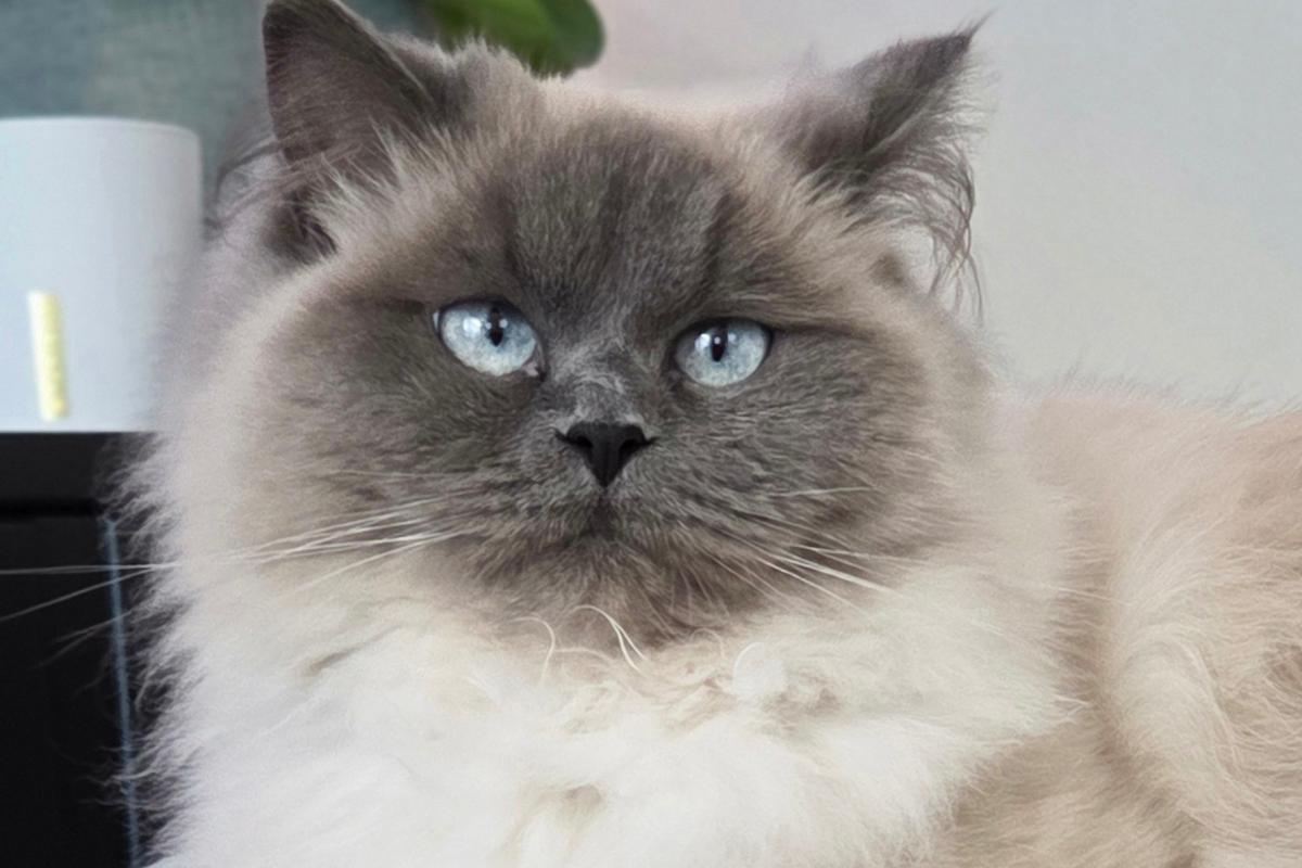 Coco