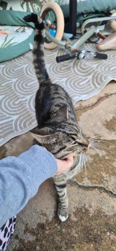 Tobi
